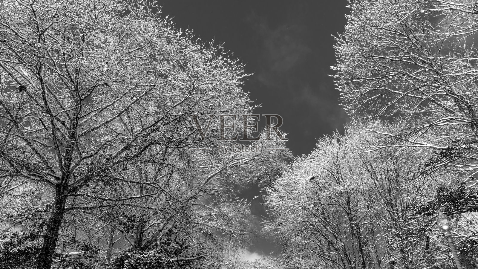 一场雪过后，树都积满了雪。照片摄影图片