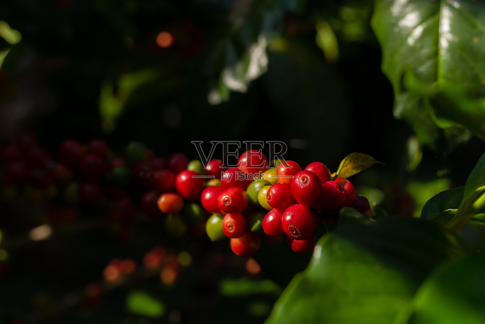 在一个农场的咖啡树新鲜的红咖啡豆分支。照片摄影图片