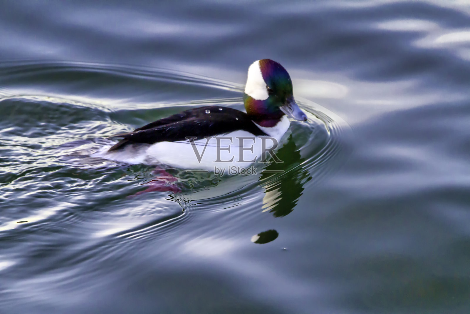 加拿大温哥华西区，棕头绒鸭特写照片摄影图片