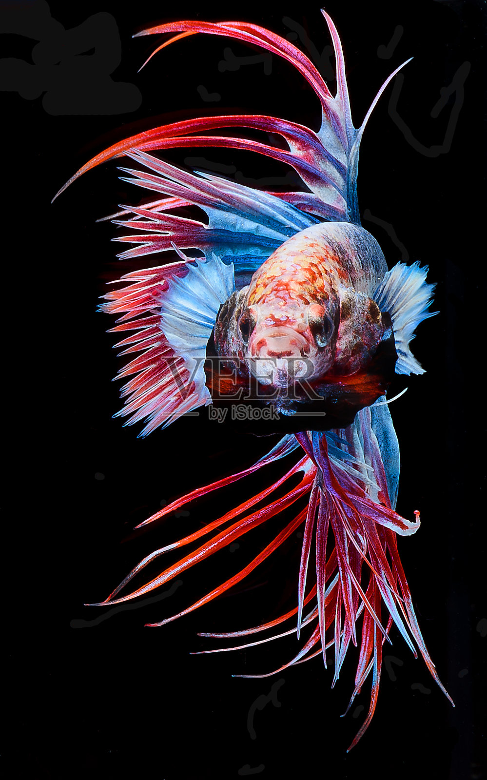 半月斗鱼，暹罗斗鱼，一串红斗鱼照片摄影图片