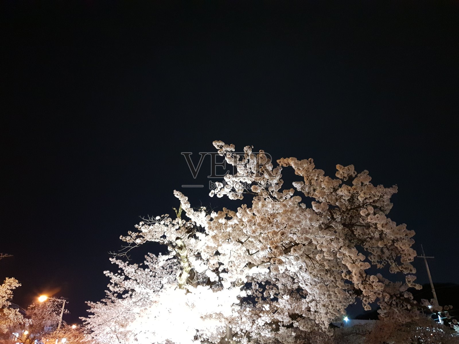 美丽的樱花夜景照片摄影图片