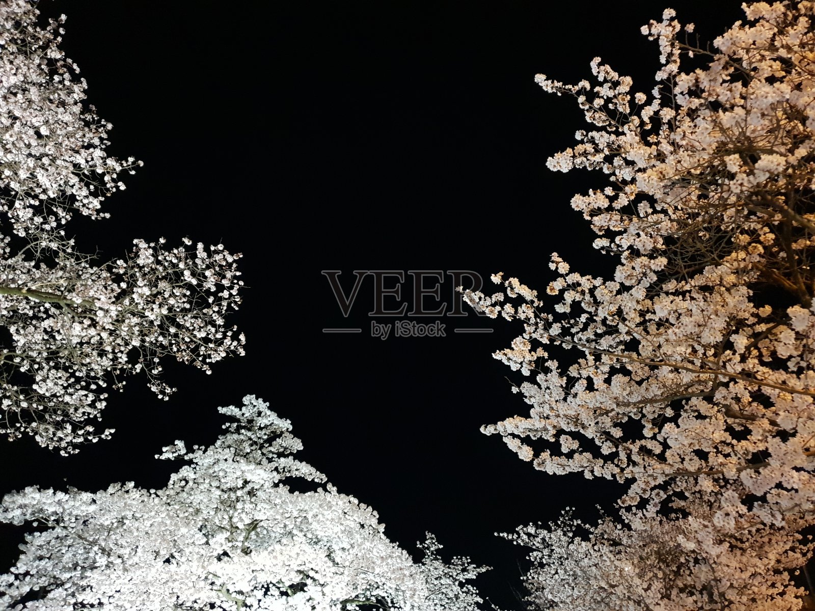 美丽的樱花夜景照片摄影图片