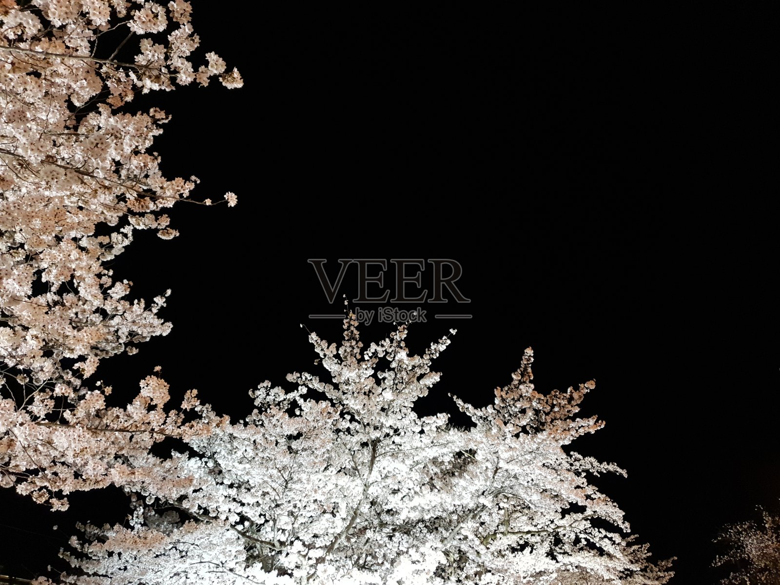 美丽的樱花夜景照片摄影图片