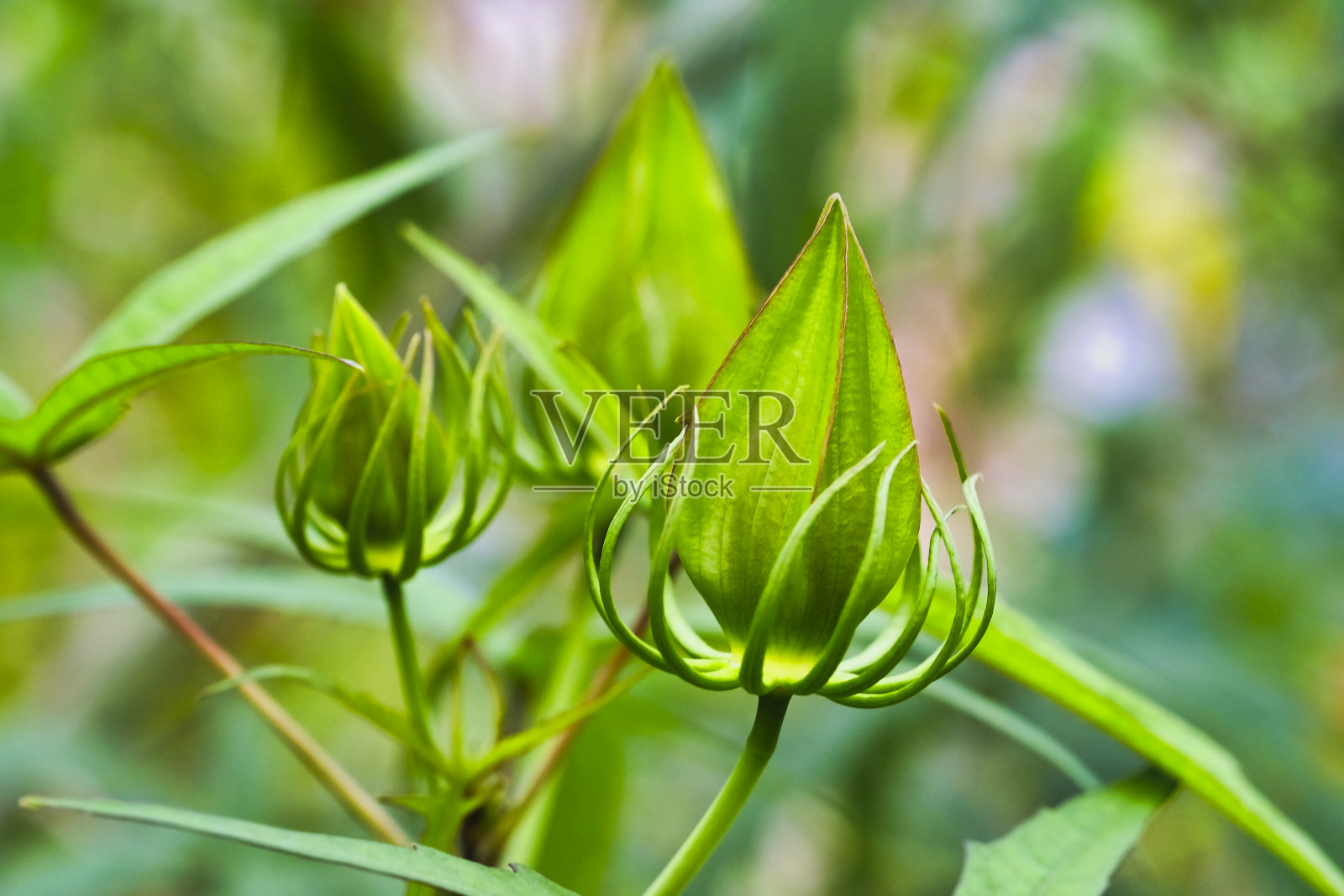 花在芽，孤立在一个自然的绿色背景，选择焦点照片摄影图片