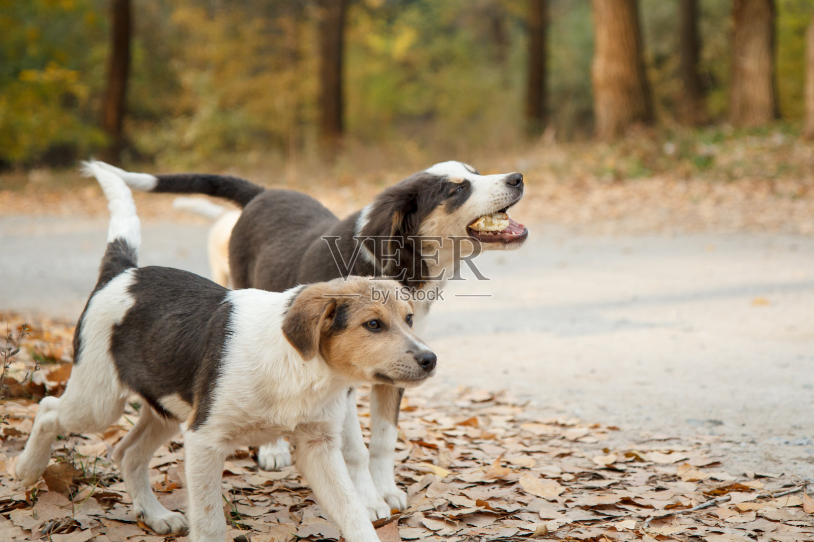 给无家可归的狗食物。喂狗。照片摄影图片