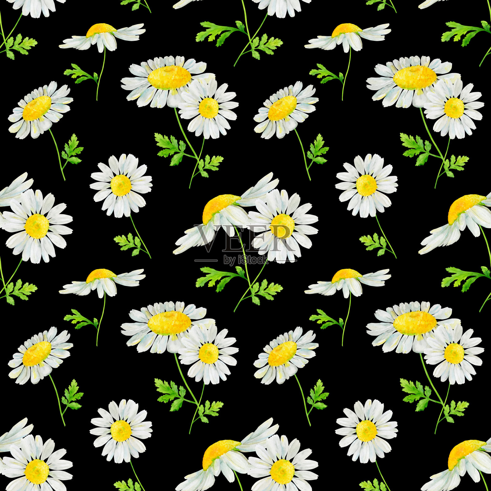 水彩手绘无缝模式与野生草甸花甘菊枝叶孤立在黑色的背景插画图片素材