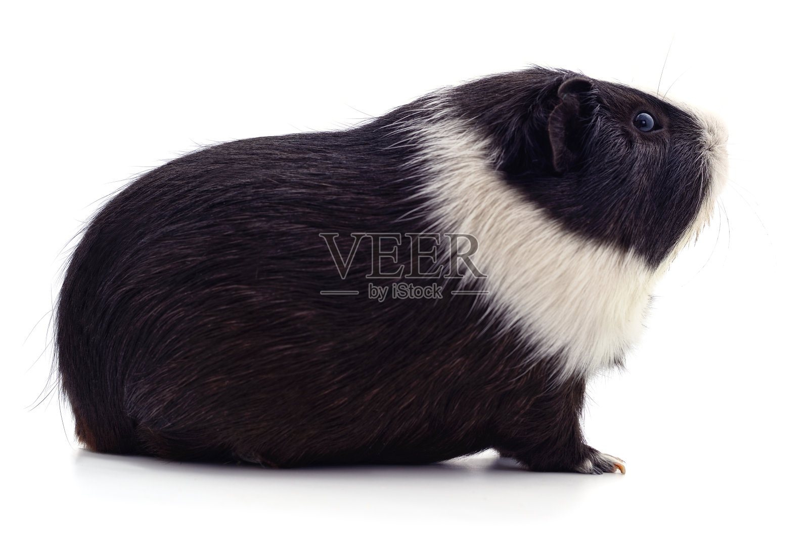 一个豚鼠。照片摄影图片