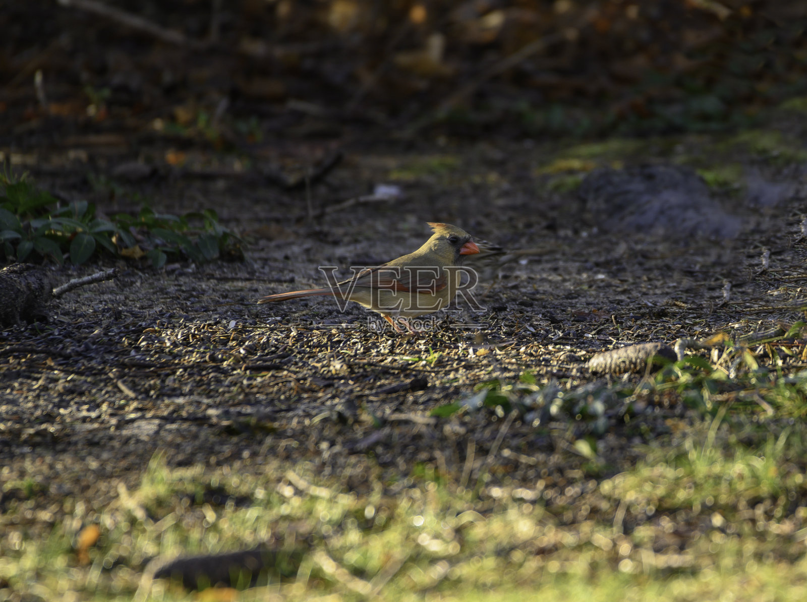 后院观鸟:纽约长岛，女Noerhtern红衣主教1号照片摄影图片