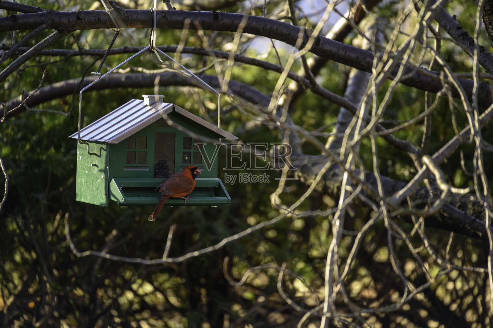 后院观鸟:雄性北方红衣主教在饲料#3，纽约长岛照片摄影图片