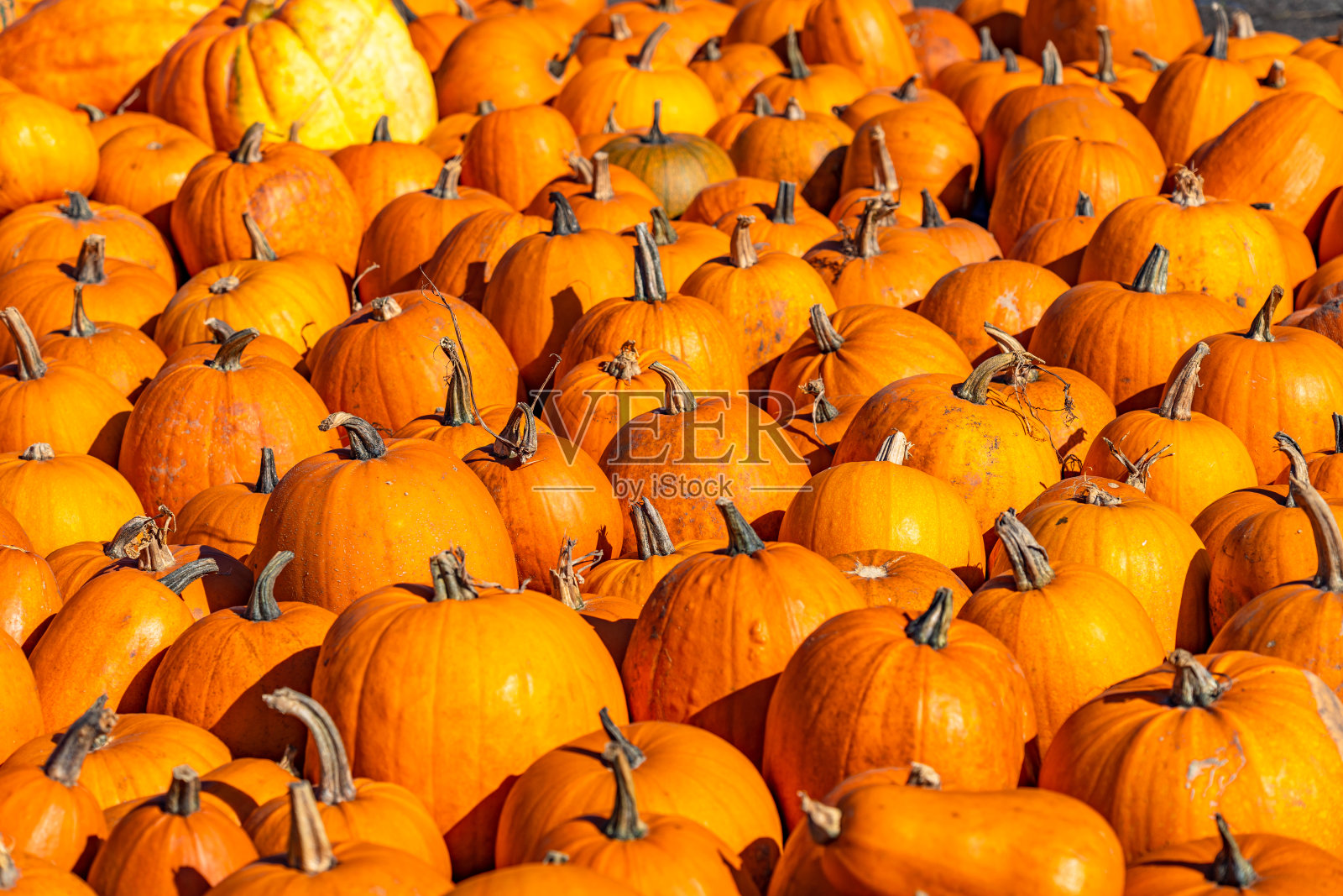地上放着一堆新鲜的南瓜照片摄影图片