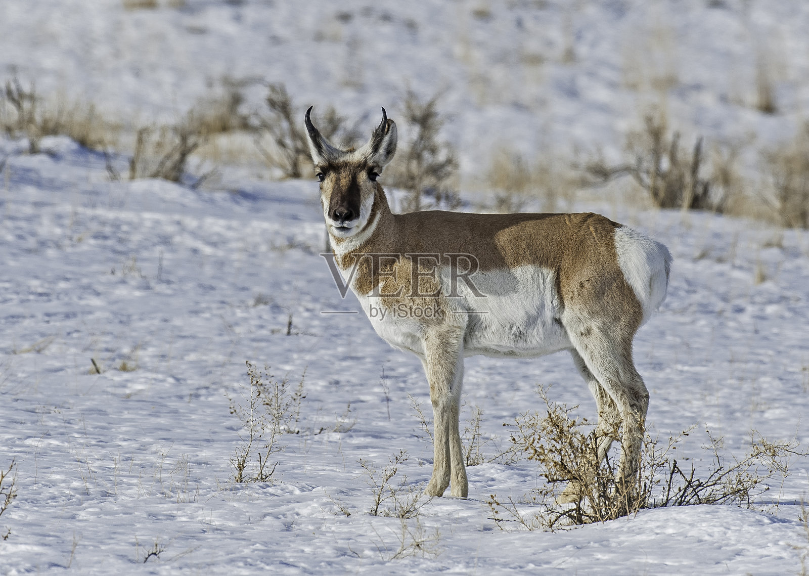羚羊，Antilocarpra americana，黄石国家公园的冬天，WY。男性。照片摄影图片