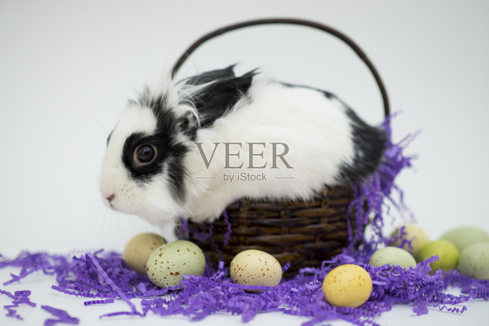 复活节小兔子照片摄影图片