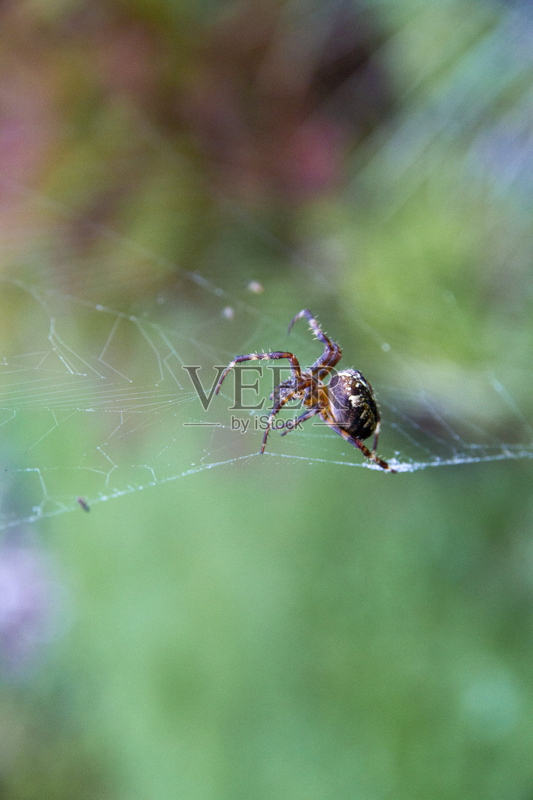 蜘蛛照片摄影图片