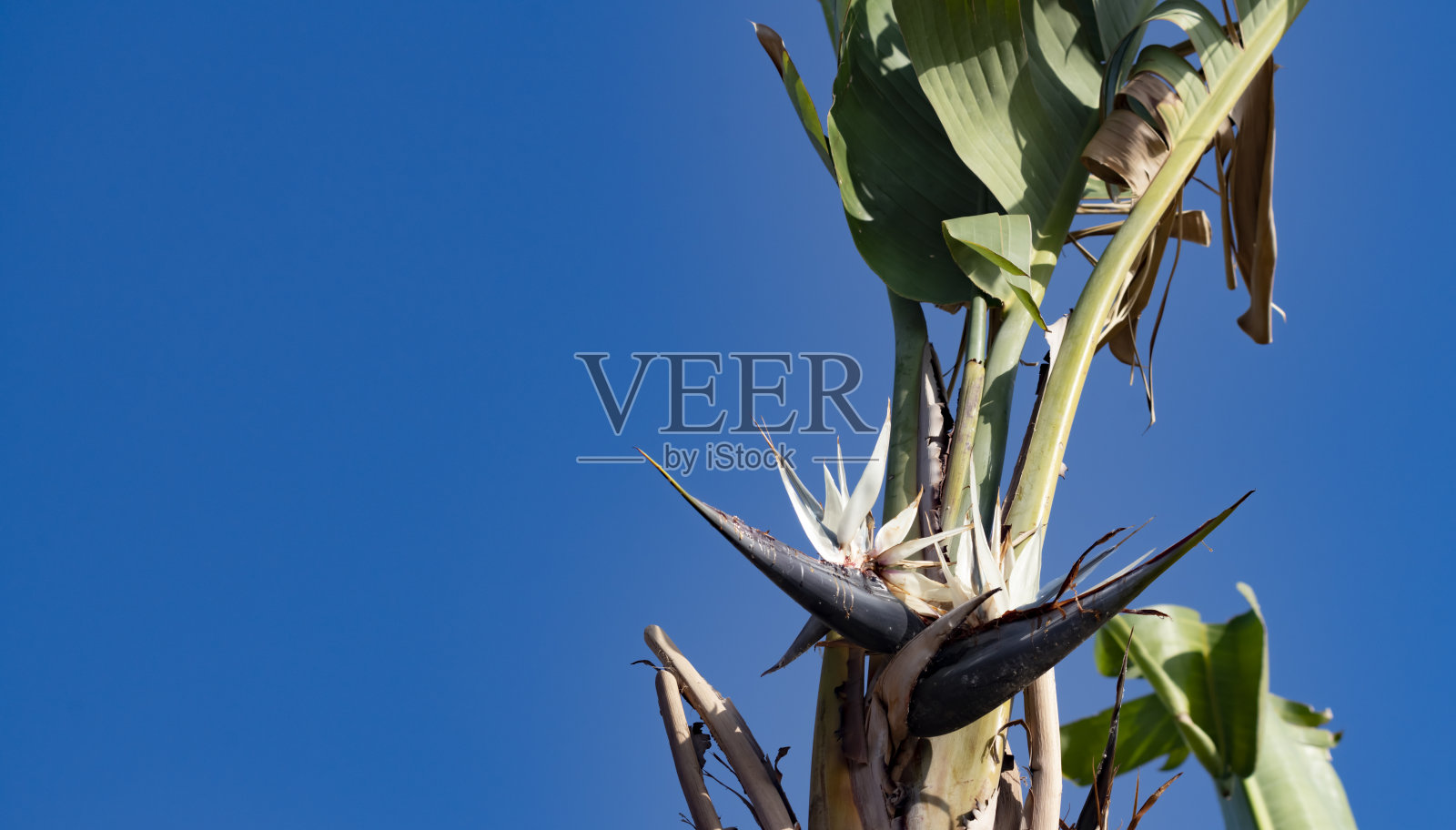 开花热带棕榈树照片摄影图片