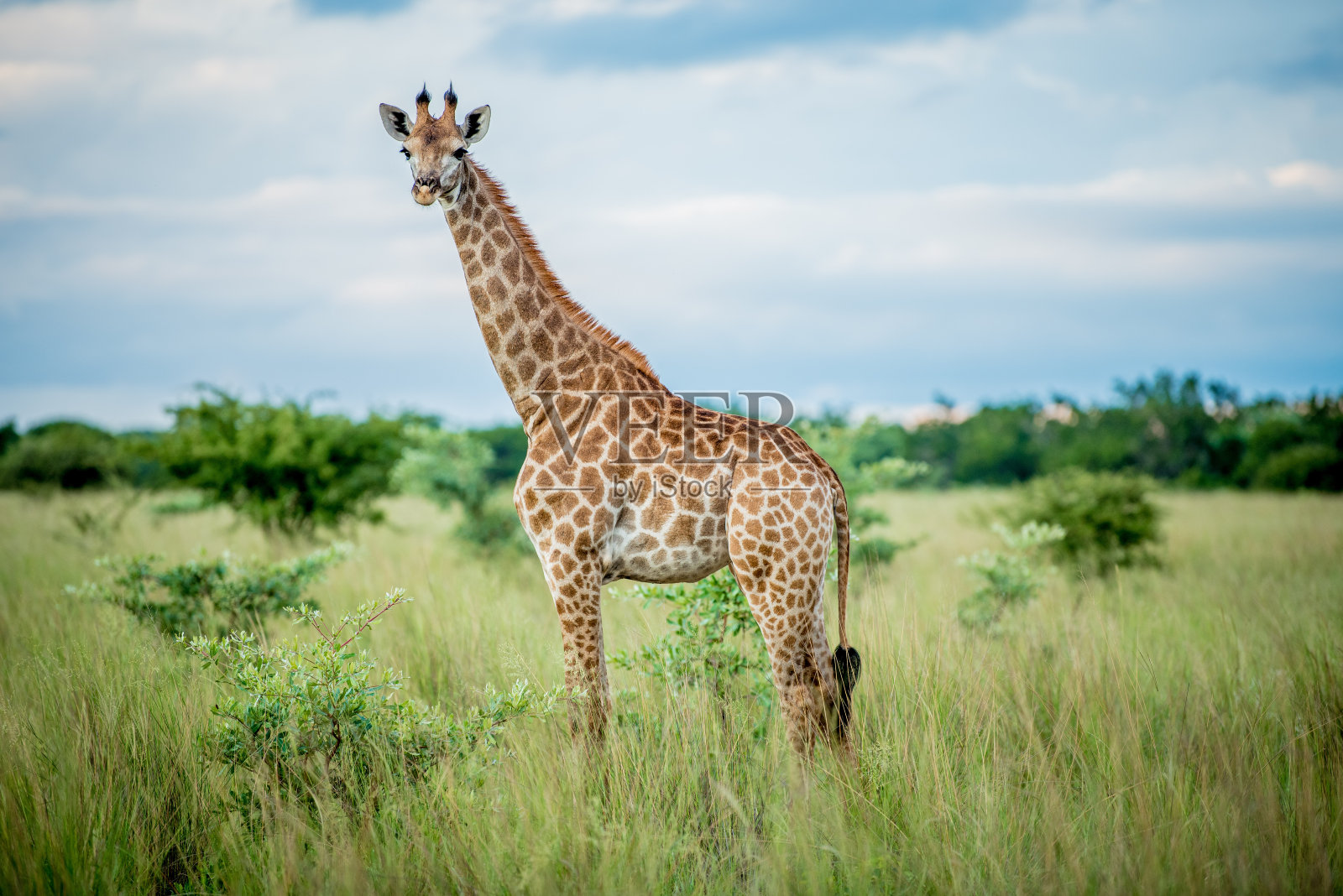 非洲丛林中的长颈鹿照片摄影图片
