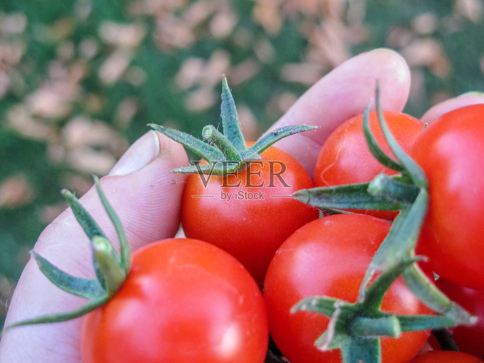 藤蔓成熟的红番茄生长在后院的菜园，以确保粮食安全照片摄影图片