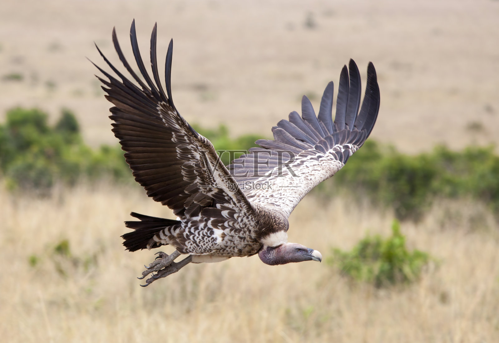 秃鹰在飞行库存照片照片摄影图片