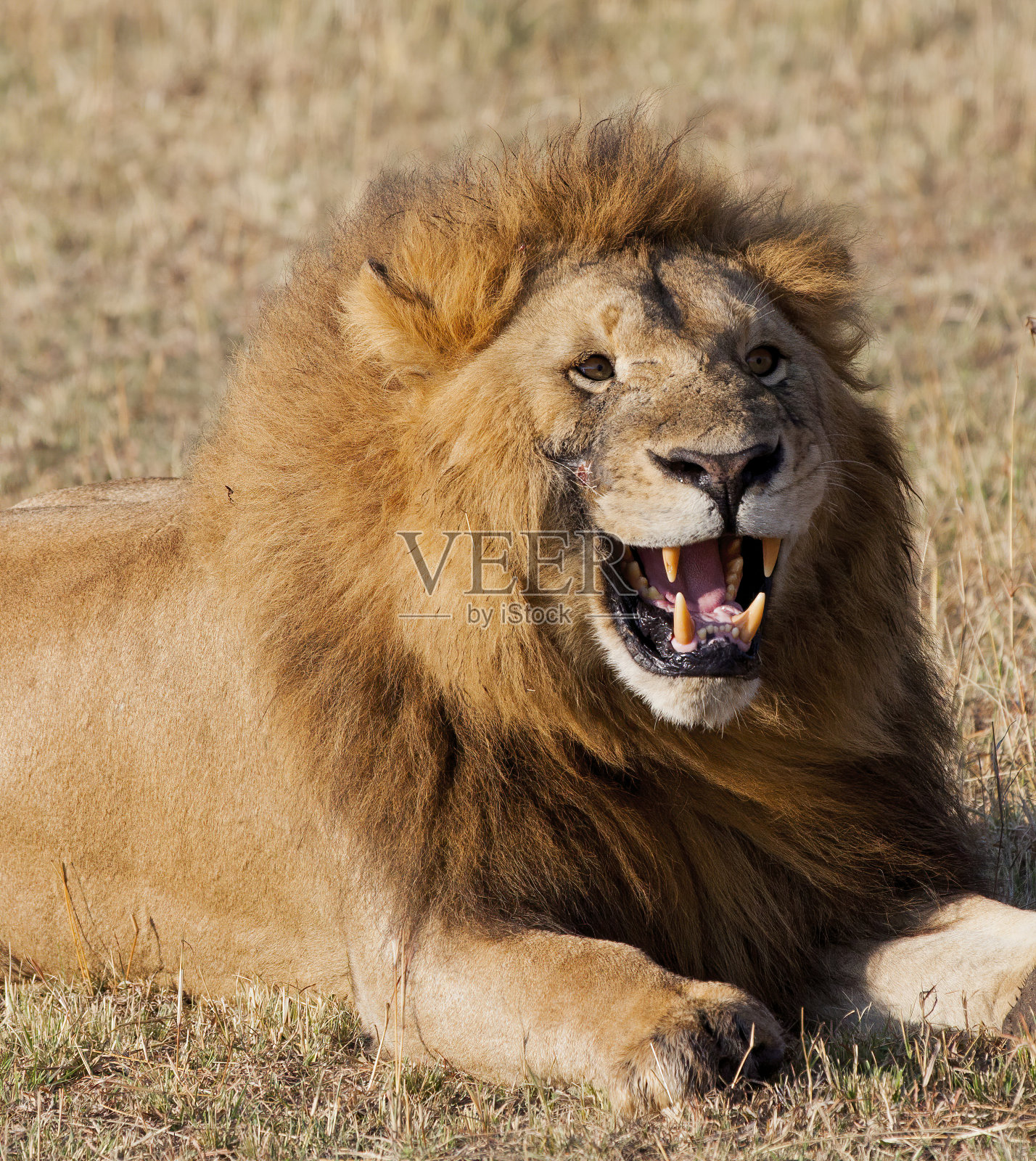 雄性狮子肖像库存照片照片摄影图片