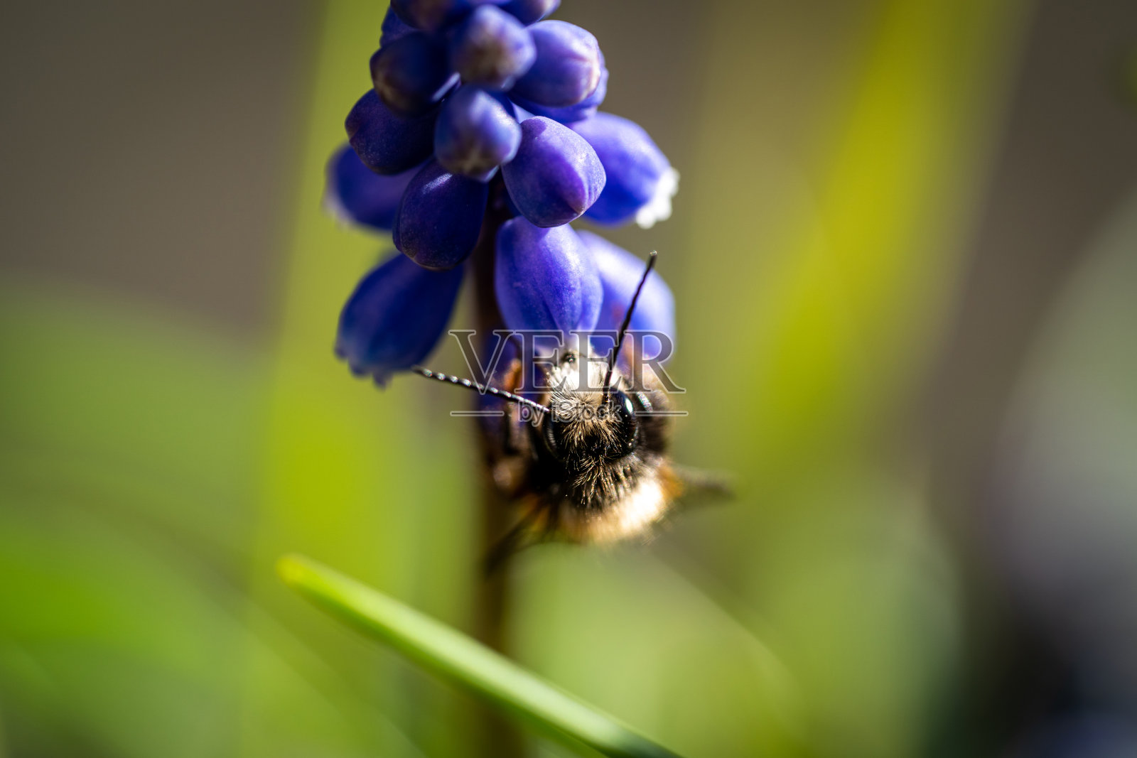 蜜蜂在麝香花上照片摄影图片