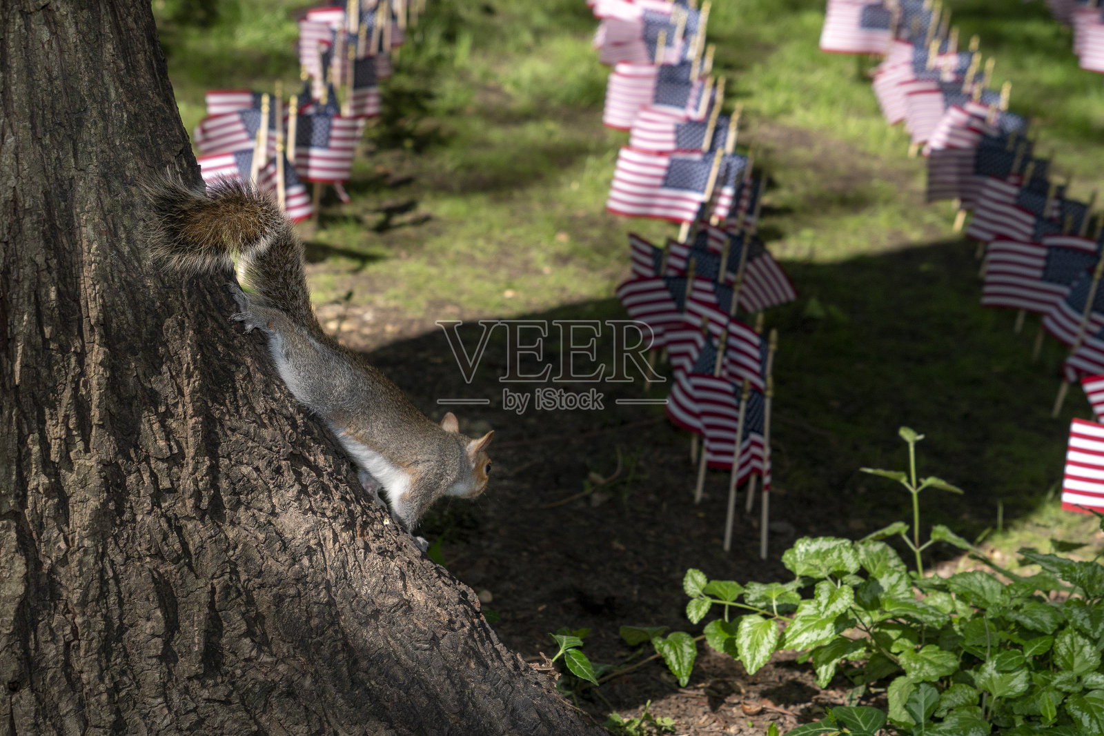 松鼠从树上看到许多美国国旗照片摄影图片