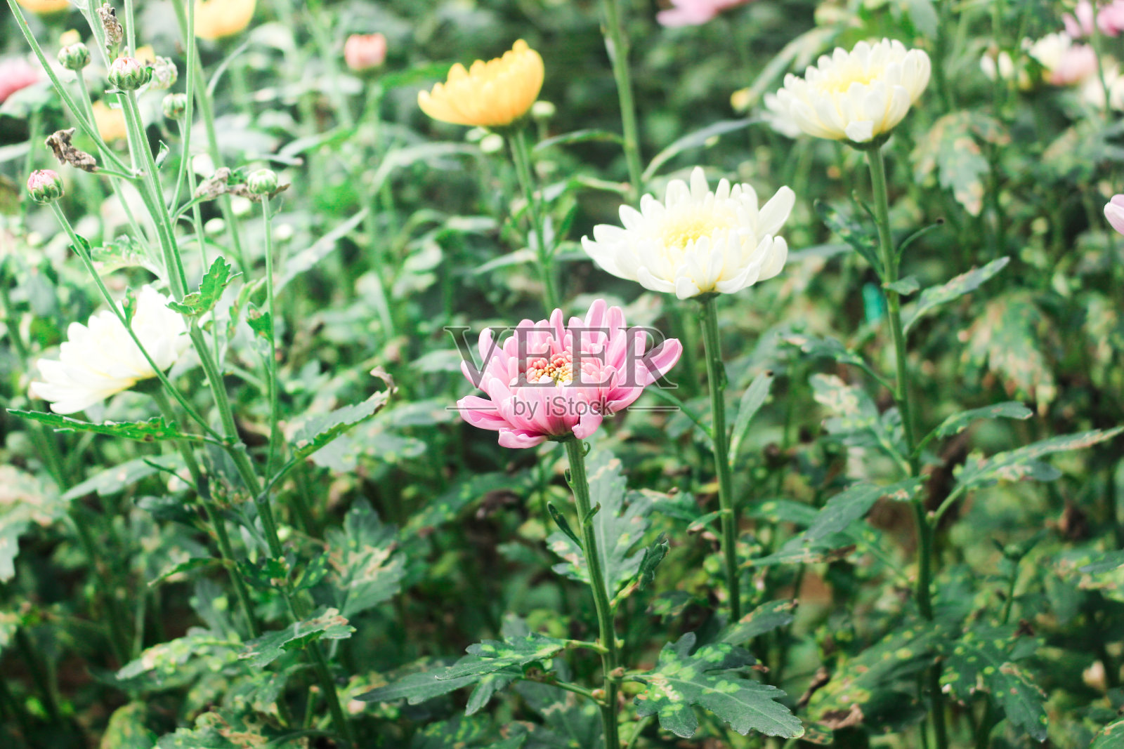 紫花牡丹开花照片摄影图片