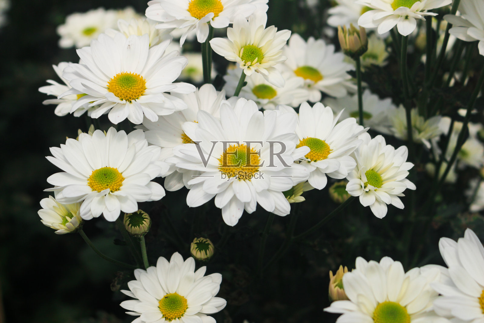 美丽的白色花照片摄影图片