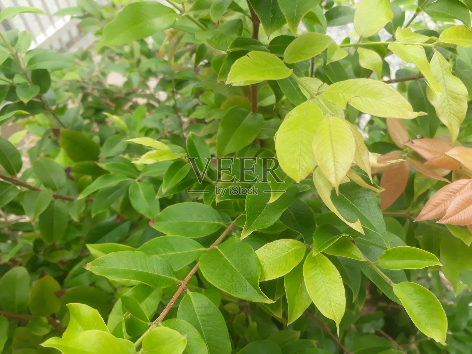 美丽的绿叶细节照片摄影图片