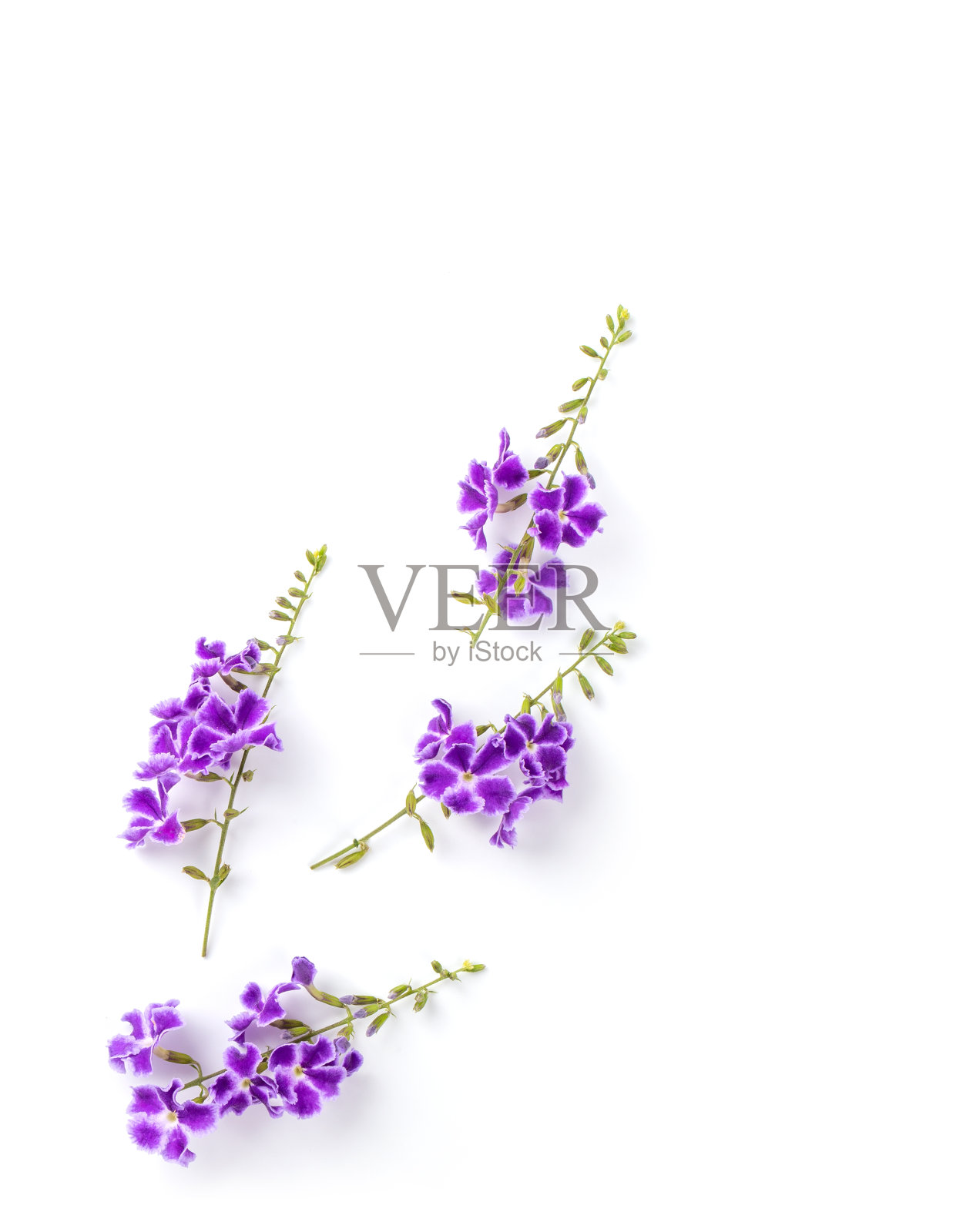 紫罗兰花孤立在白色背景上。俯视图照片摄影图片