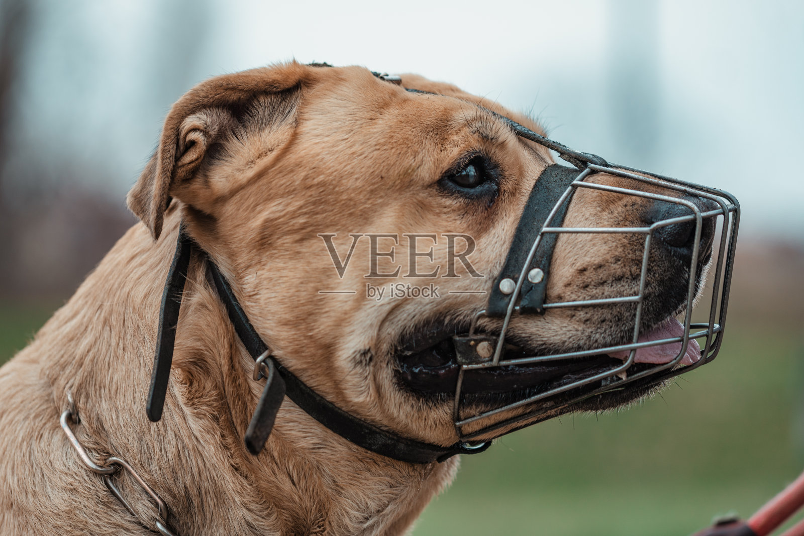 被用嘴套住的狗照片摄影图片