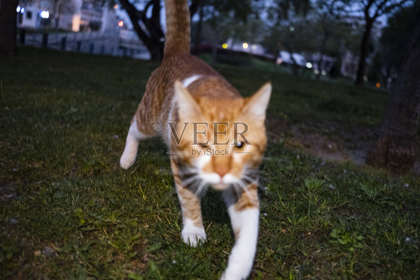 闪光灯下公园里的流浪猫照片摄影图片