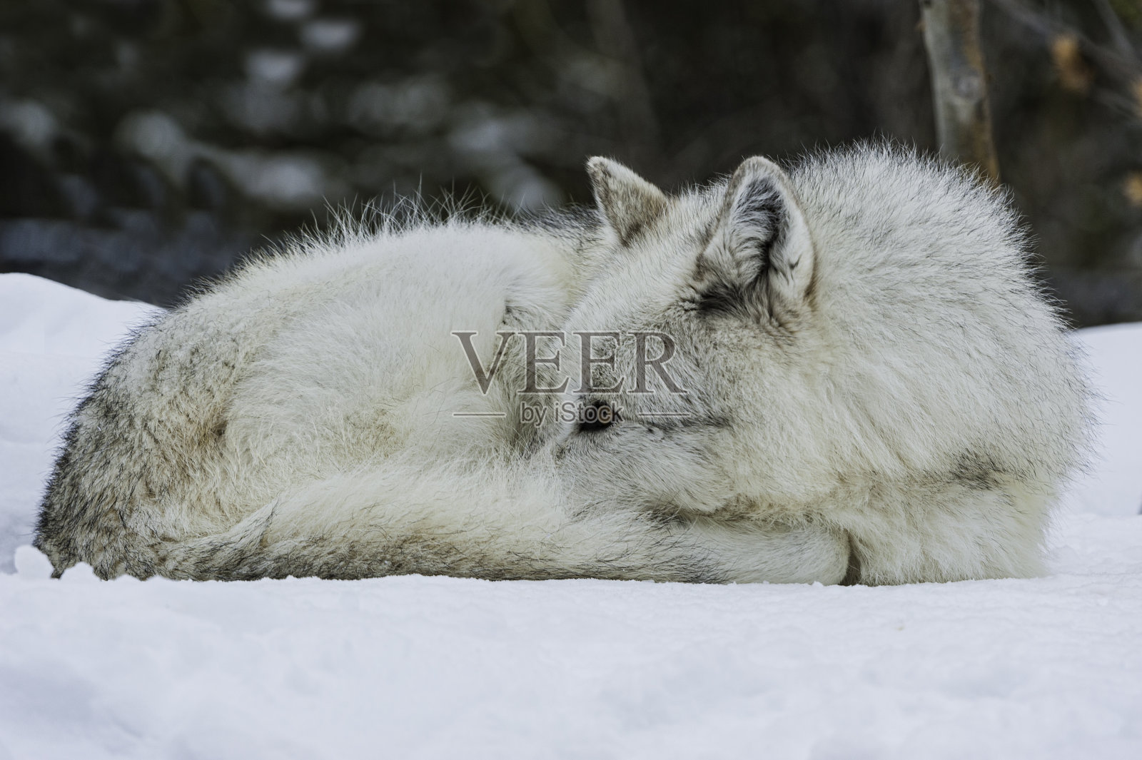 灰狼或灰狼(Canis lupus)是一种原产于北美荒野和偏远地区的犬科动物。照片摄影图片