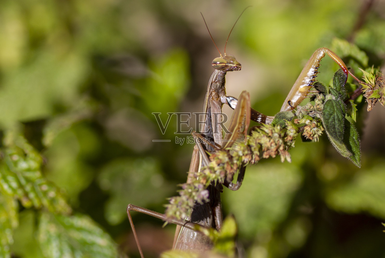 花园里的螳螂照片摄影图片