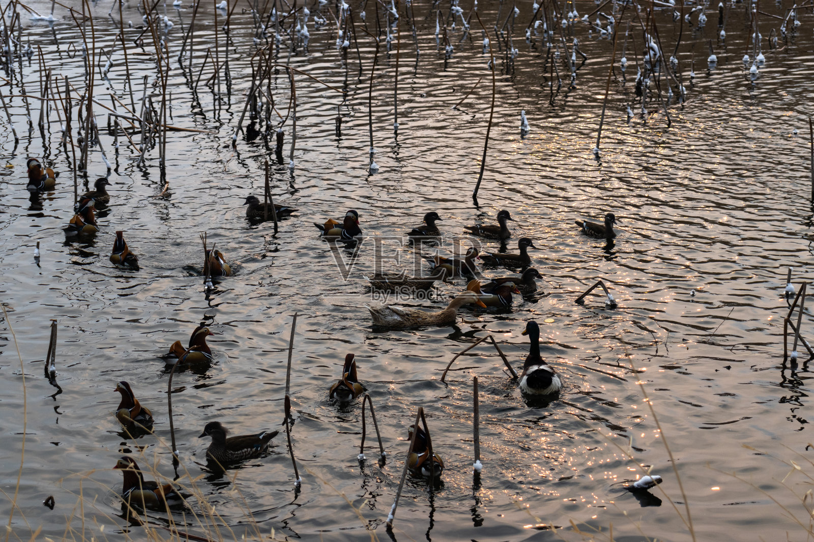 鸳鸯在池塘里游泳照片摄影图片