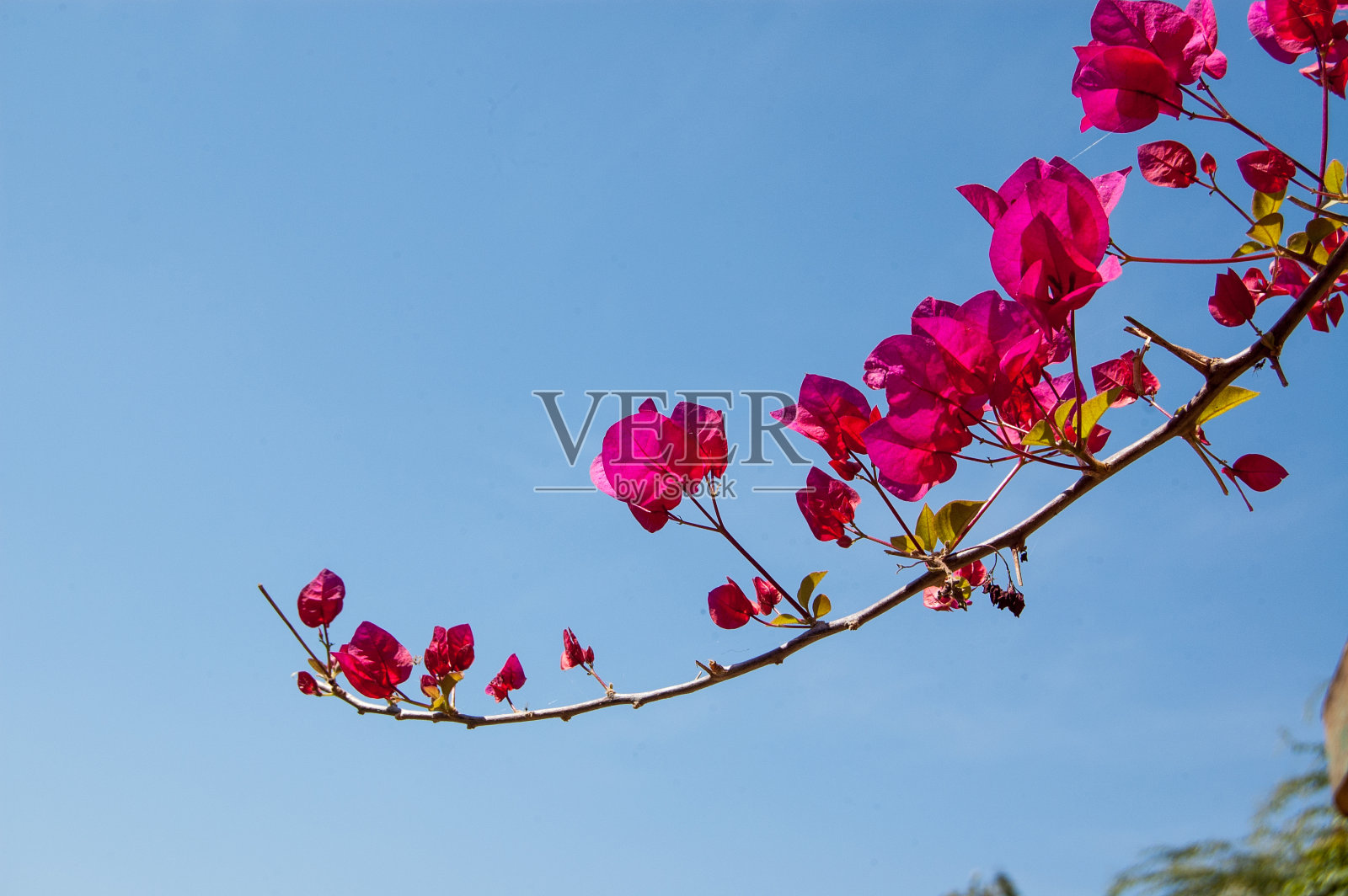 Gulmohar，叶子，树枝，jasore，古吉拉特邦，印度照片摄影图片