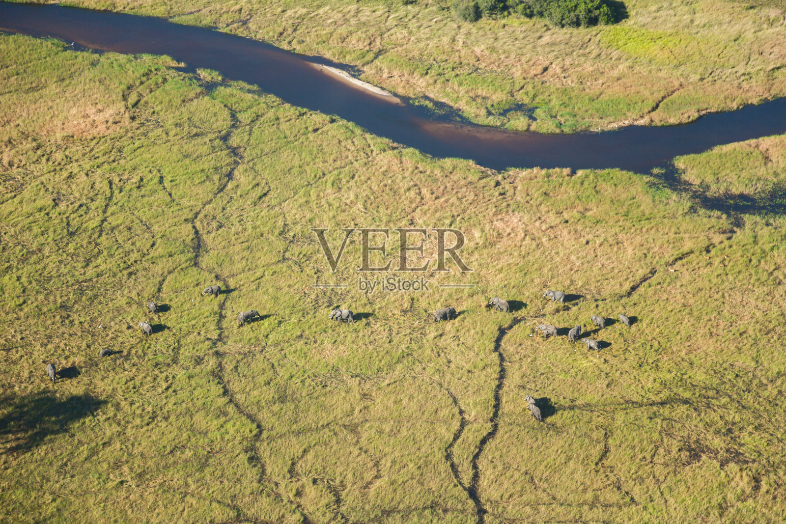 奥卡万戈三角洲的大象照片摄影图片