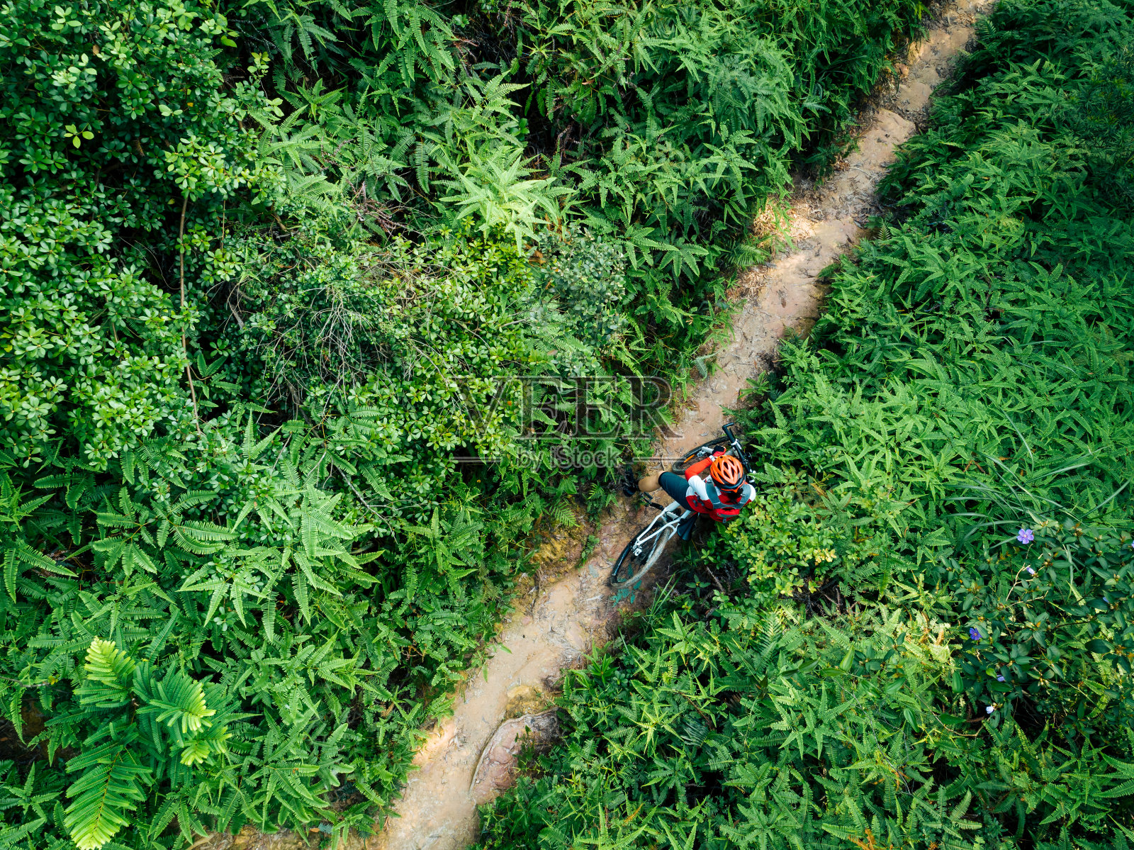航拍：女子骑山地车穿行于热带森林照片摄影图片