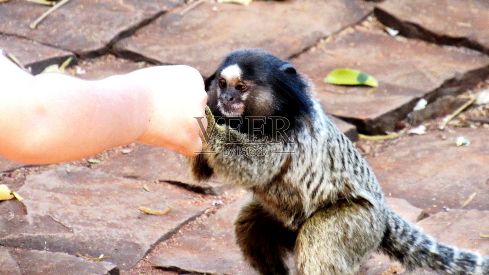 人类和猴子照片摄影图片