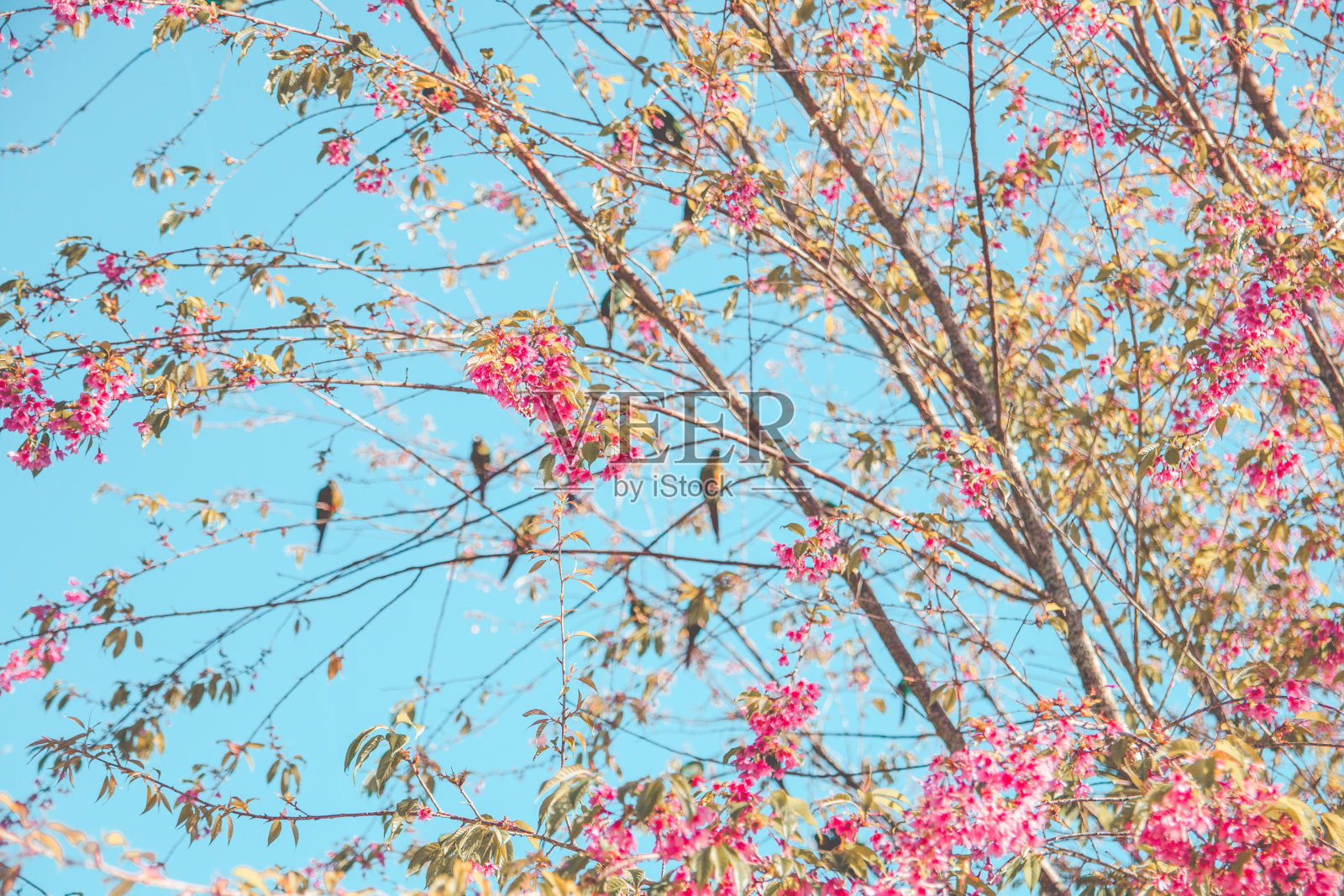 蓝天下的樱花树上的小鸟照片摄影图片