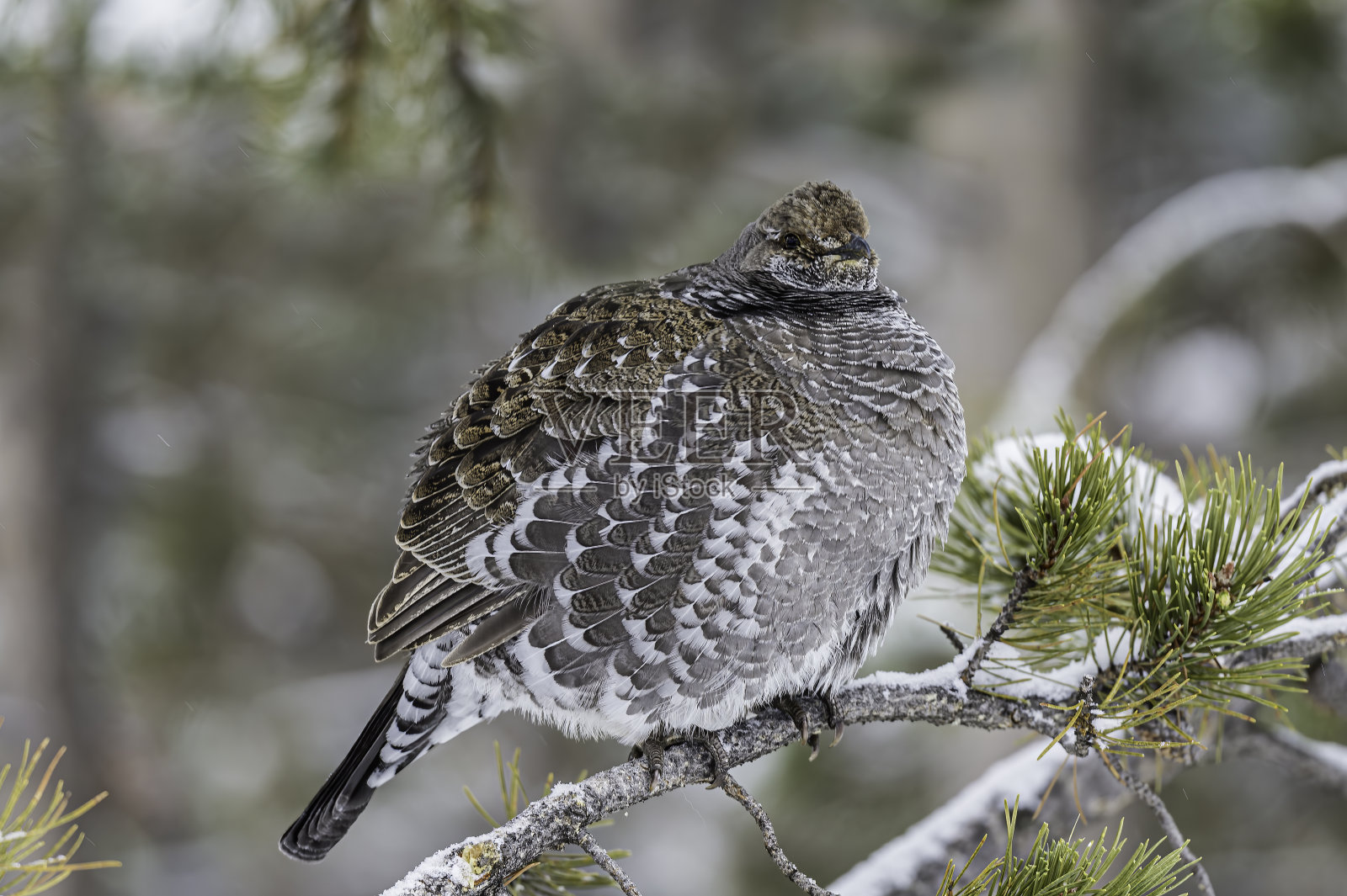 Dusky Grouse (Dendragapus obscurus)是一种森林松鸡，原产于北美黄石国家公园的落基山脉，怀俄明州。在一棵黑松上。照片摄影图片