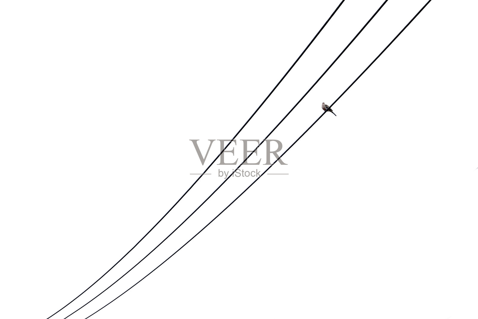 三根电源线配一只鸟照片摄影图片