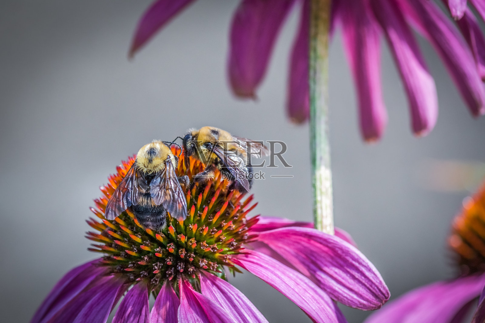 大黄蜂在紫锥菊。照片摄影图片