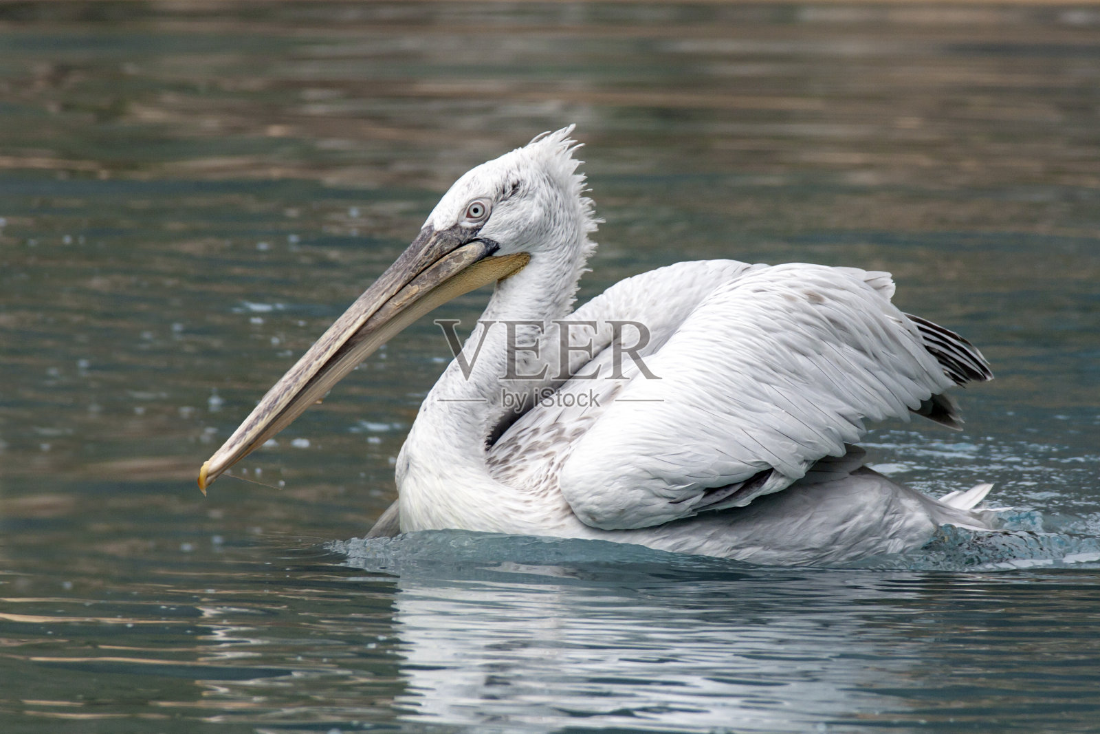 鹈鹕在水上照片摄影图片