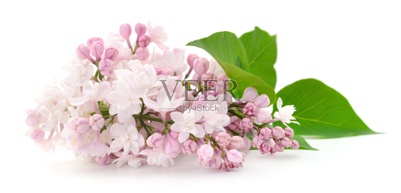 粉红色的淡紫色的花。照片摄影图片