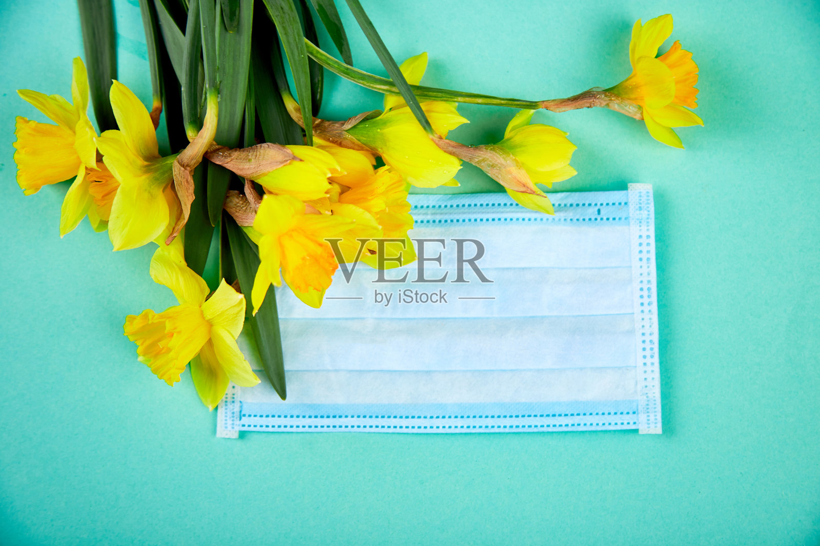 平铺的水仙花在防护医疗口罩附近照片摄影图片