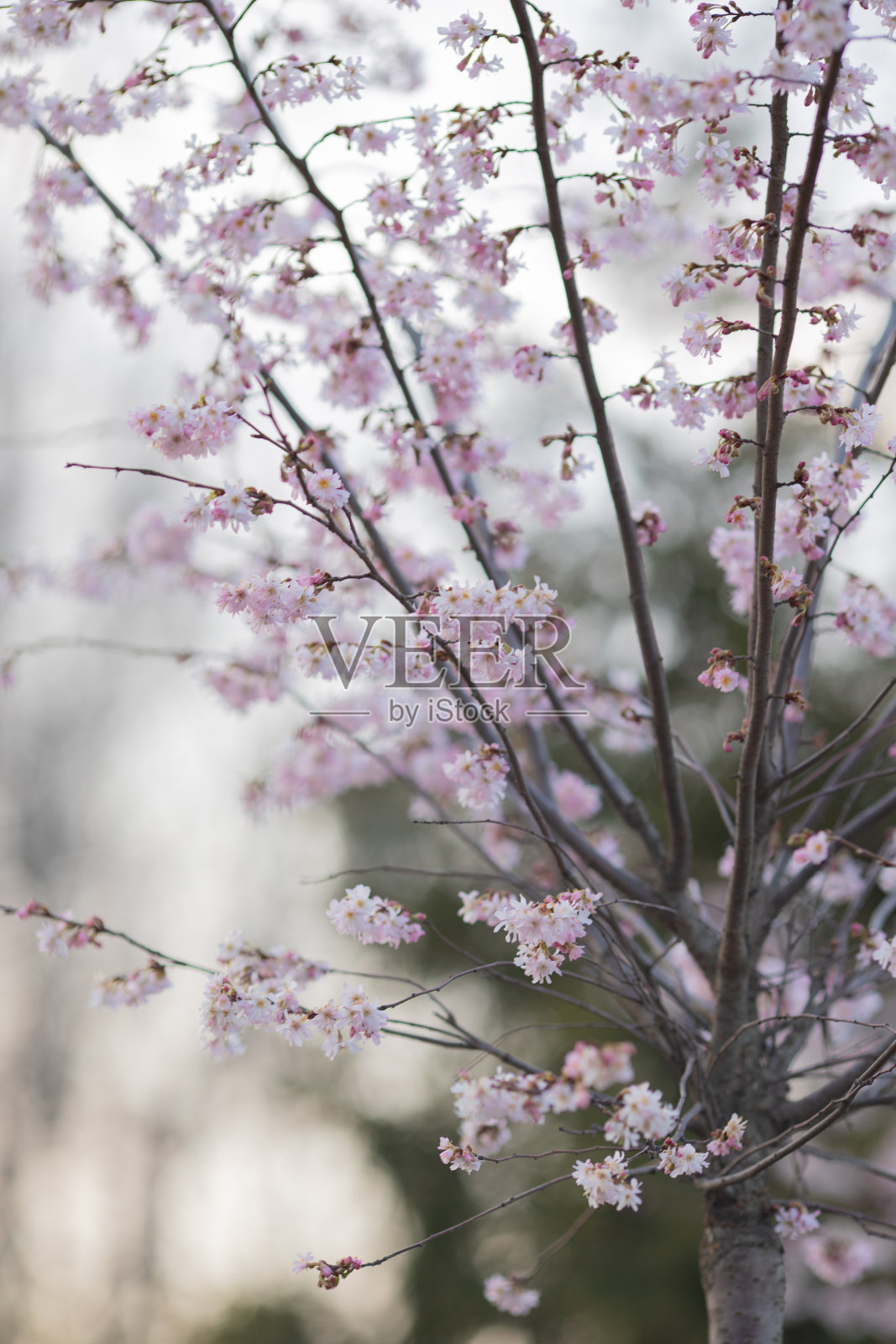 樱花或樱花盛开照片摄影图片