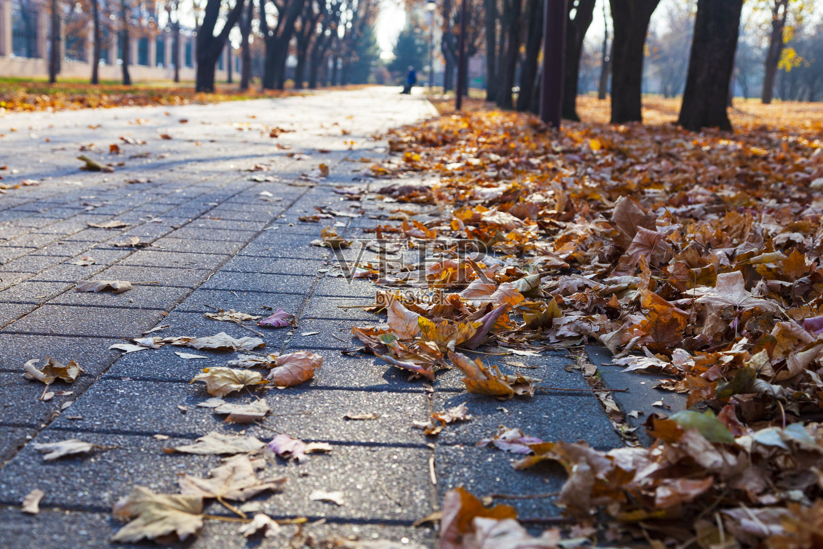 美丽的秋天的公园。照片摄影图片