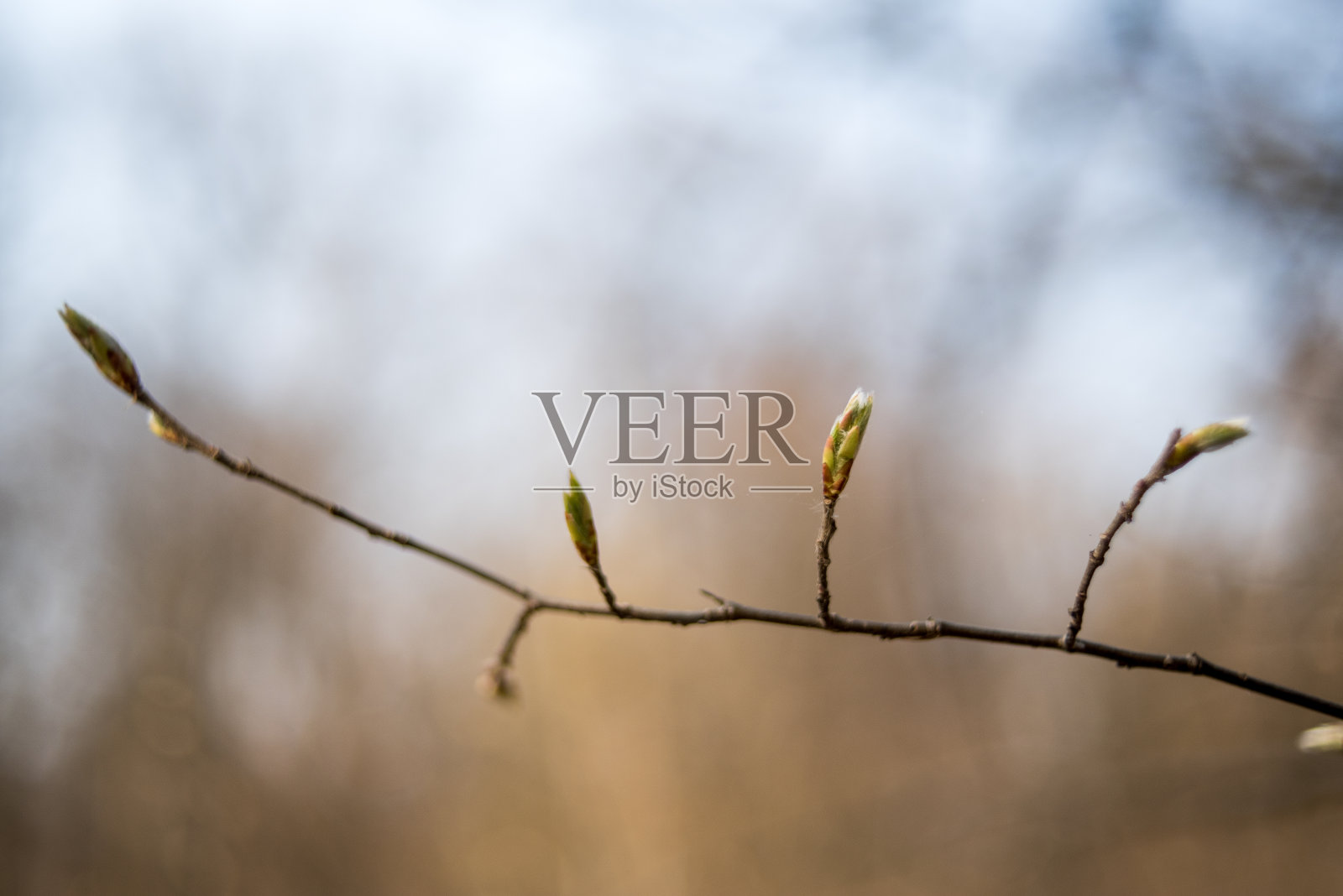 在春天的森林里开着许多小花照片摄影图片