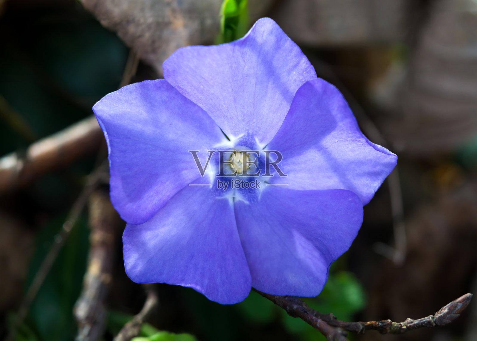 森林花朵的近距离细节。蓝色牵牛花在森林里。照片摄影图片