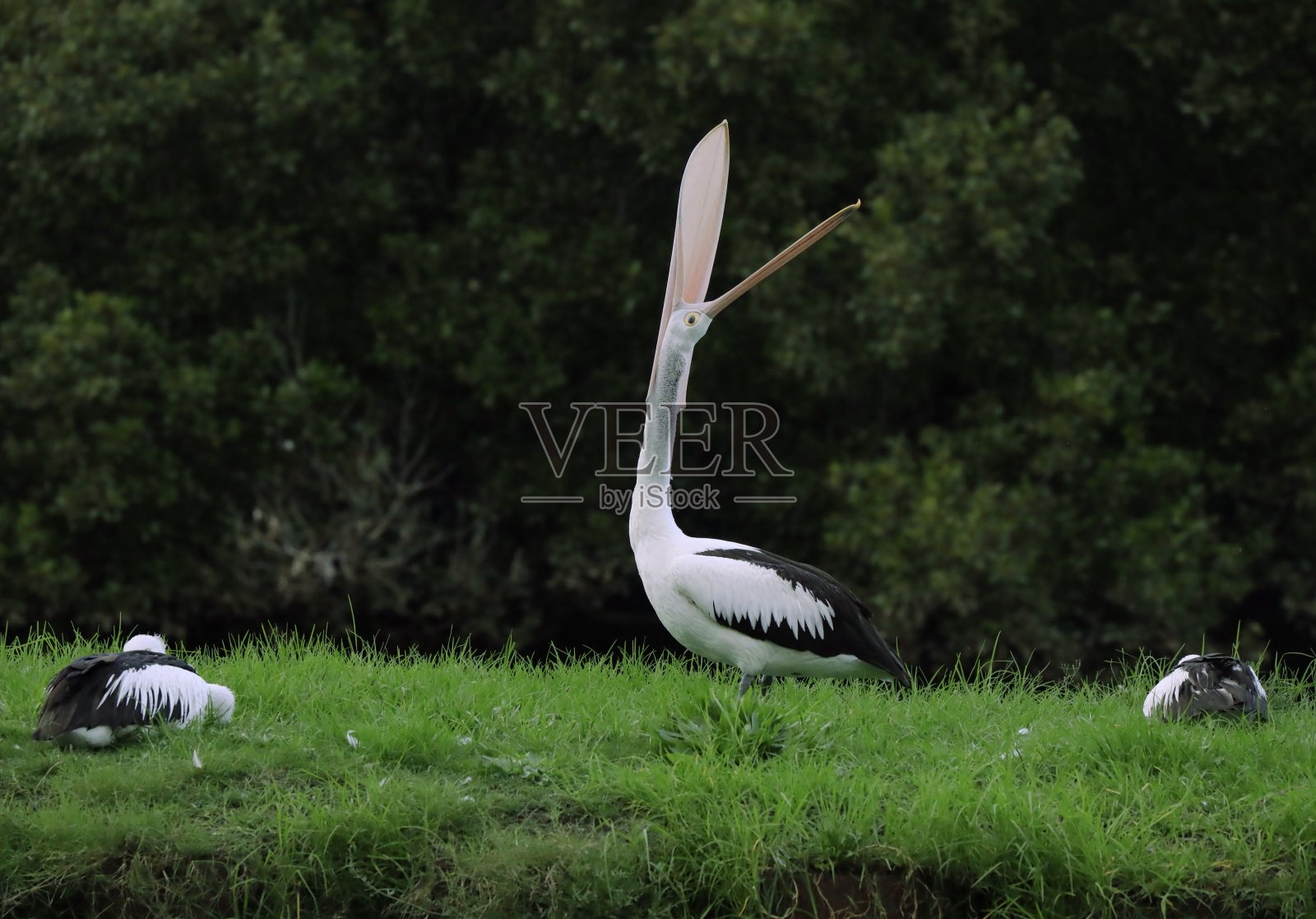 鹈鹕站在自然保护区的草地上，旁边是一条满是红树林的河流照片摄影图片