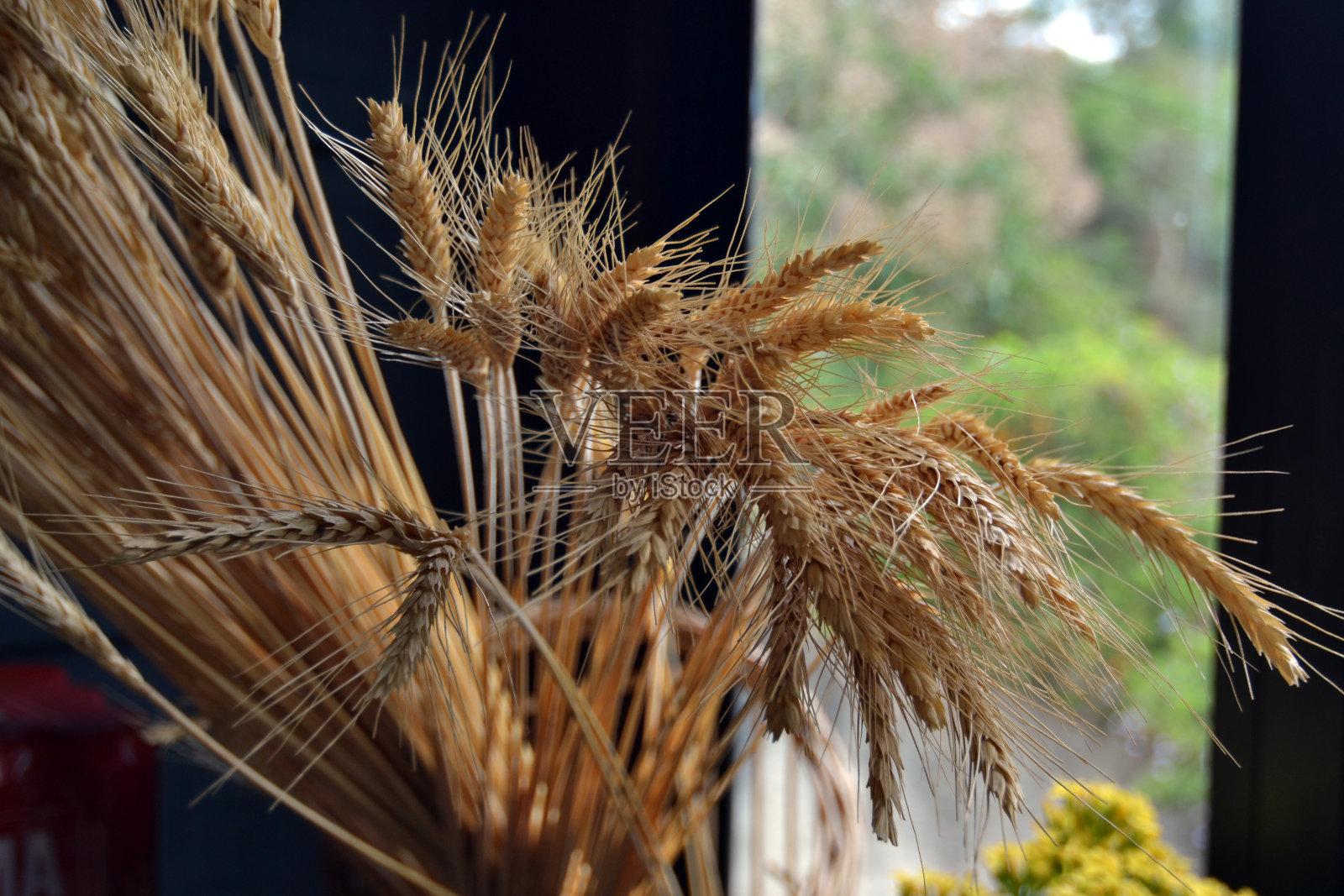 用于乡村装饰的干小麦照片摄影图片